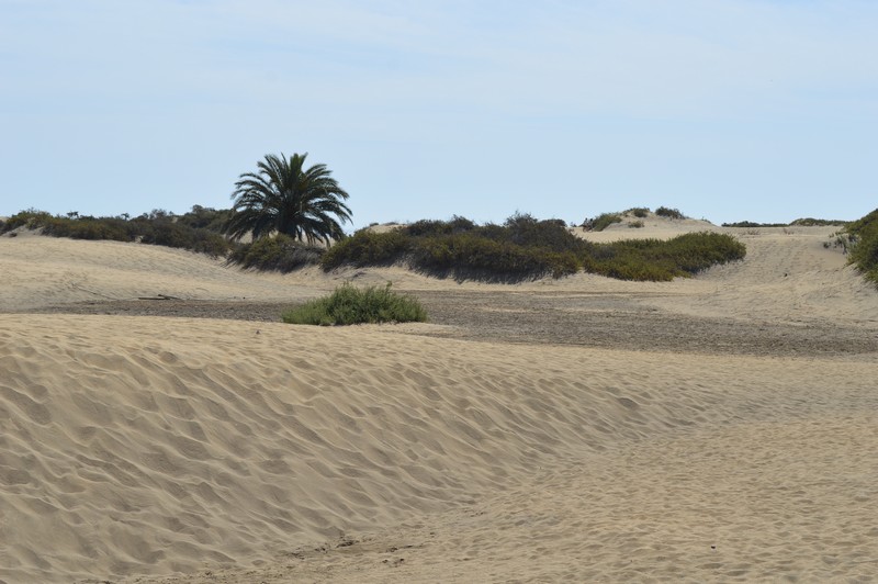 dunes de maspalomas