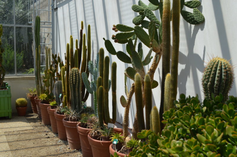 jardin des plantes nantes