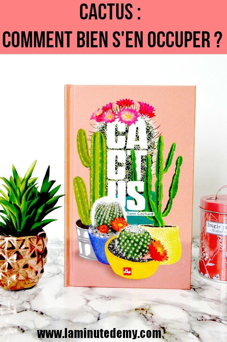 Cactus : comment bien s'en occuper ?