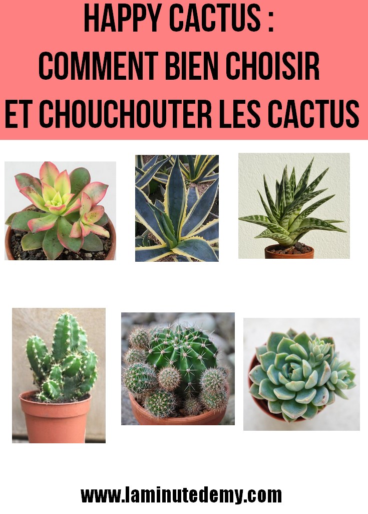 HAPPY CACTUS : Choix des plantes et comment les chouchouter ?